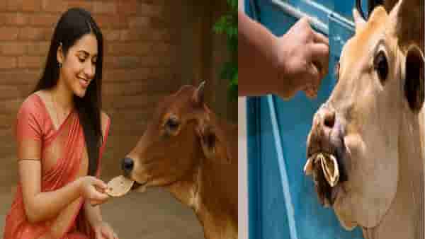 Astrological Tips: गाईला खायला दिल्यामुळे आयुष्यात येतील आनंदाचे दिवस