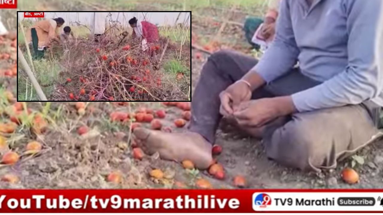 Beed News : पावसामुळे काढणीला आलेले टोमॅटो सडले; तोंडाशी आलेला घास हिरावल्याने शेतकऱ्याला अश्रु अनावर Beed News : पावसामुळे काढणीला आलेले टोमॅटो सडले; तोंडाशी आलेला घास हिरावल्याने शेतकऱ्याला अश्रु अनावर