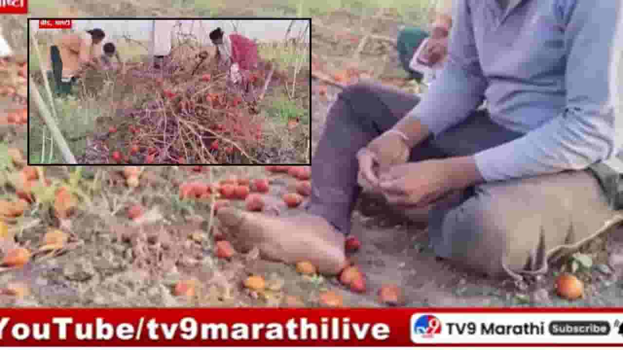 Beed News : पावसामुळे काढणीला आलेले टोमॅटो सडले; तोंडाशी आलेला घास हिरावल्याने शेतकऱ्याला अश्रु अनावर Beed News : पावसामुळे काढणीला आलेले टोमॅटो सडले; तोंडाशी आलेला घास हिरावल्याने शेतकऱ्याला अश्रु अनावर