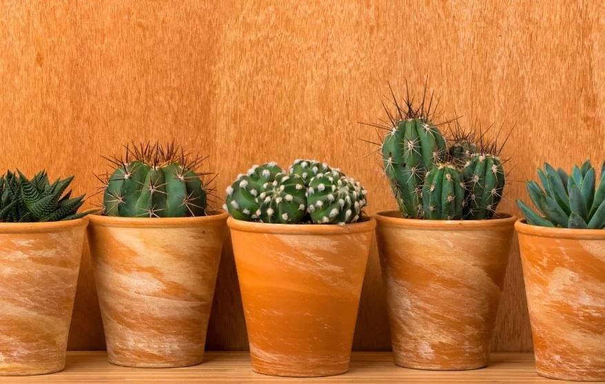 निवडुंग - काटेरी निवडूंगाचे अनेक प्रकार असतात. या निवडूंगाची काही शोभिवंत रोपटी आता घरांची शोभा वाढवतात. परंतू जंगली निवडुंग नेहमीच सापांपासून रक्षण करते. कुंपण म्हणून काटेरी निवडूंग घराच्या भोवती लावल्यास सापांना घरात प्रवेश करता येत नाही. साप नेहमीच काट्यापासून दूर राहतात.