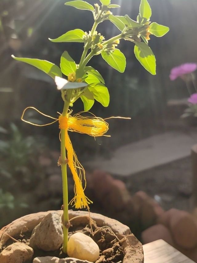 रविवारी तुळशीला बांधा ही गोष्ट, घराची आर्थिक स्थिती सुधारेल! रविवारी तुळशीला बांधा ही गोष्ट, घराची आर्थिक स्थिती सुधारेल!