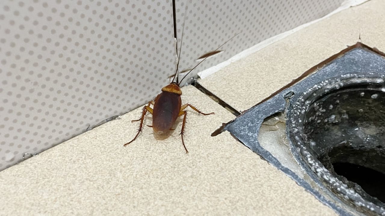 हल्ली अनेक घरांमध्ये, किचनमध्ये मोठ्या प्रमाणात झुरळांचा प्रादुर्भाव पाहायला मिळतो. घरात झुरळ असणे हे केवळ अस्वच्छताच दर्शवत नाही तर ते आरोग्यासाठीही हानिकारक ठरु शकते.