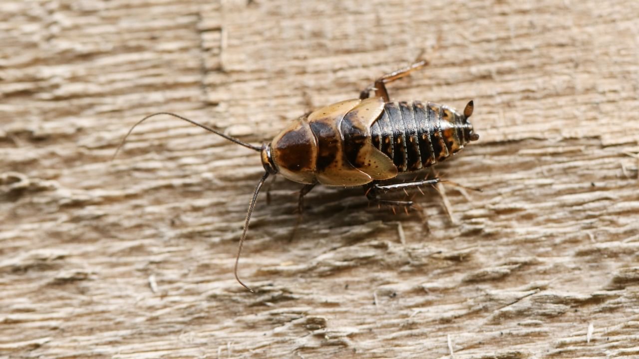 झुरळांना तमालपत्रांचा सुगंध सहन होत नाही. त्यामुळे घराच्या कोपऱ्यात तमालपत्रांची पाने ठेवल्याने झुरळे दूर राहतात.