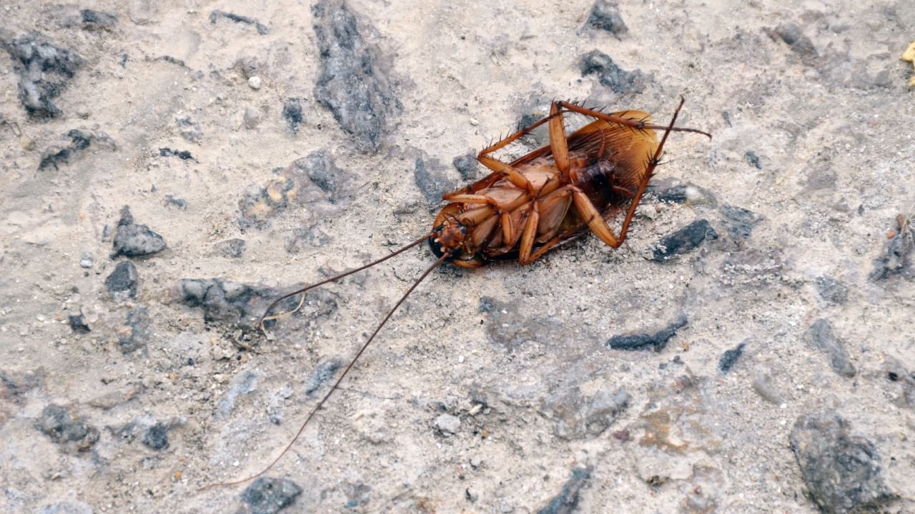 बेकिंग सोडा आणि साखर हे सम प्रमाणात मिसळून हे मिश्रण झुरळं येणाऱ्या ठिकाणी टाकावे. हे मिश्रण खाल्ल्याने झुरळं विषबाधा होऊन मरतात.