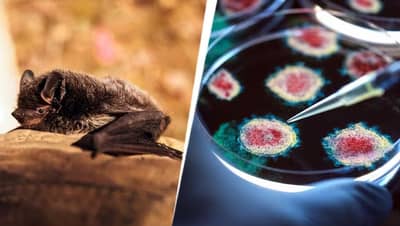 कोरोनाचा धोका पुन्हा वाढणार? चीनमध्ये संशोधकांनी 20 नवे विषाणू शोधले