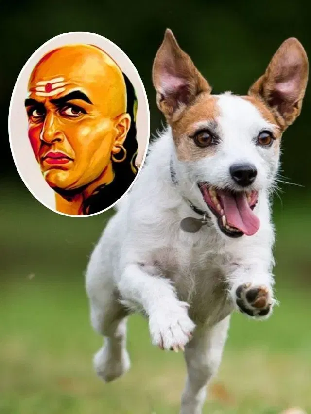 Chanakya Niti : जीवनात वारंवार अपयश पदरी पडते? कुत्र्यांच्या या सवयींमधून घ्या प्रेरणा Chanakya Niti : जीवनात वारंवार अपयश पदरी पडते? कुत्र्यांच्या या सवयींमधून घ्या प्रेरणा