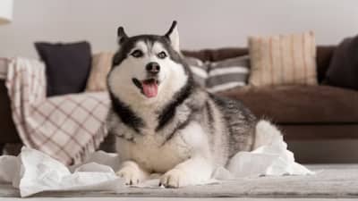 तुमचा कुत्रा माझ्या घरासमोर... म्हणत घरात घुसून नर्सला बेदम मारहाण, पुढे जे घडलं ते पाहून...