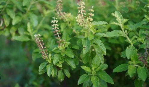 तुळशीचे झाड सुकले की तुम्हाला आर्थिक संकटाला तोंड द्यावे लागू शकते, असे म्हटले जाते.