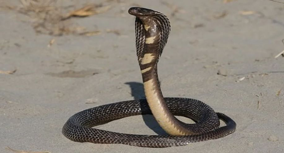 किंग कोब्रा हा साप सर्वांधिक विषारी सापांपैकी एक मानला जातो. त्याचं थोडंजरी विष मानवी शरीरात गेलं की मृत्यू अटळ आहे, असं मानलं जातं. 