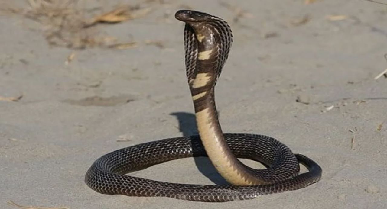 किंग कोब्रा हा साप सर्वांधिक विषारी सापांपैकी एक मानला जातो. त्याचं थोडंजरी विष मानवी शरीरात गेलं की मृत्यू अटळ आहे, असं मानलं जातं. 