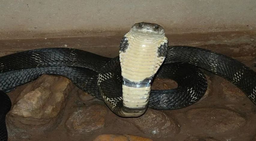  एकदा दंशात हा साप साधारण 420 मिलीग्रॅम एवढं विष सोडतो, असं या क्षेत्रातील जाणकार सांगतात. दुर्दैवाने भारतात या सापाच्या विषावर मात करणारे औषध सापडलेले नाही.