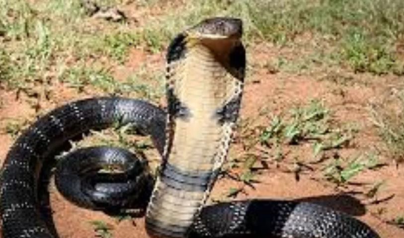 किंग कोब्रा अन्न म्हणून रॅट स्नेक, अन्य कोब्रा, छोटे अजगर यांना खातो. किंग कोब्रा जंगलात सापडणे हे फार चांगले मानले जाते. त्यामुळे या प्रजातीचे संरक्षण केले पाहिजे, असे सर्पमित्र सांगतात.