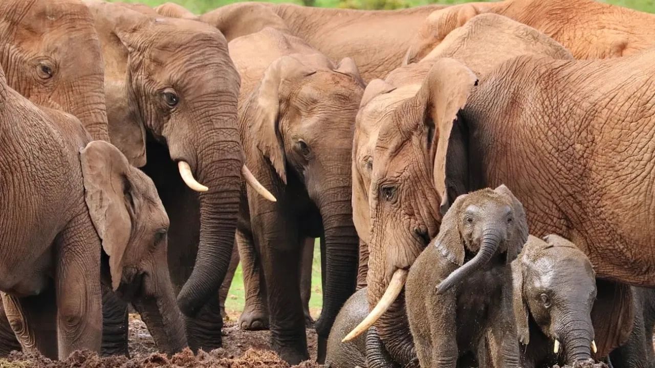 हत्ती किती वर्ष जगतो? जाणून घ्या संपूर्ण माहिती एका क्लिकवर हत्ती किती वर्ष जगतो? जाणून घ्या संपूर्ण माहिती एका क्लिकवर