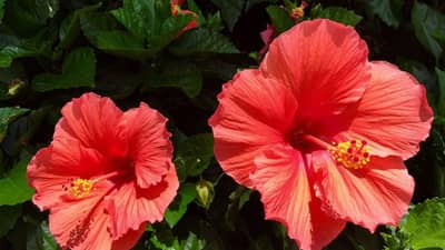 सौंदर्य वाढवण्यासाठी ही फुलं आहेत खुपच उपयुक्त, चमकदार त्वचा ते केसांची वाढीसाठी फायदेशीर