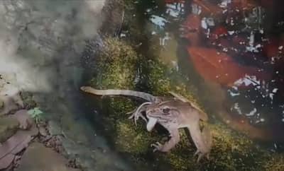 नया है वह ?, चक्क बेडकाने गिळले सापाला, कसे काय घडले?