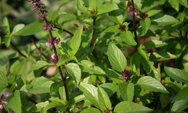 तसेच घरातील तुळशीचे झाड सुकून गेल्यास लक्ष्मी टिकत नाही, असेही म्हणतात. 