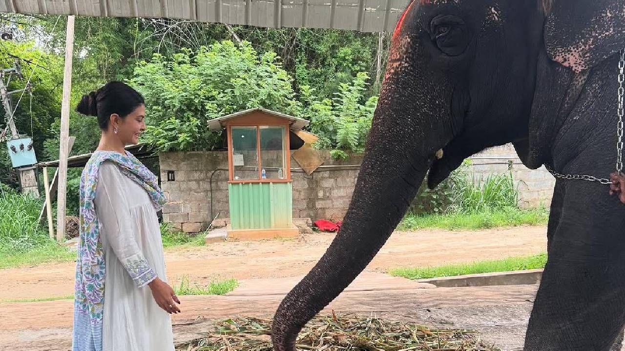 जॅकलिनचं कौतुक करत नेटकऱ्यांनी लिहिलं, कितीही परदेशात फिरलात तरी अखेर निसर्ग आणि प्राण्यांच्या सानिध्यातच खरा आनंद मिळतो. 
