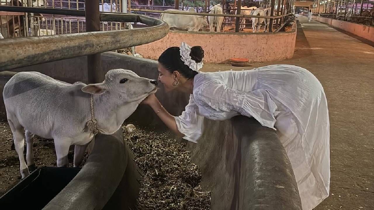 जॅकलिनने पोस्ट केलेल्या या फोटोंमध्ये ती बछड्यांसोबत खेळताना, त्यांना लाड-प्रेम करताना, कुरवाळताना दिसून आली. गोशाळेत तिने बराच वेळ घालवला. यावेळी जॅकलिनच्या साध्या लूकनेही नेटकऱ्यांचं लक्ष वेधलं. 
