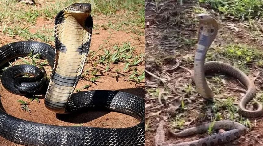 किंग कोब्रा हा साप अनेक अर्थांनी विशेष आहे. सर्वात महत्त्वाची बाब म्हणजे हा साप शारीरिकदृष्या फारच ताकतवान असतो. तो त्याची शक्ती वापरून जमीनपासून दोन मिटरपर्यंत उंच जाऊ शकतो.