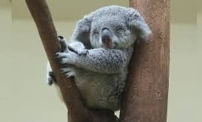 प्राण्यांमधला कुंभकर्ण म्हणावा असा हा प्राणी नेमका कोण? जाणून घ्या सविस्तर!