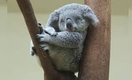 प्राण्यांमधला 'कुंभकर्ण' म्हणावा असा हा प्राणी नेमका कोण? जाणून घ्या सविस्तर!