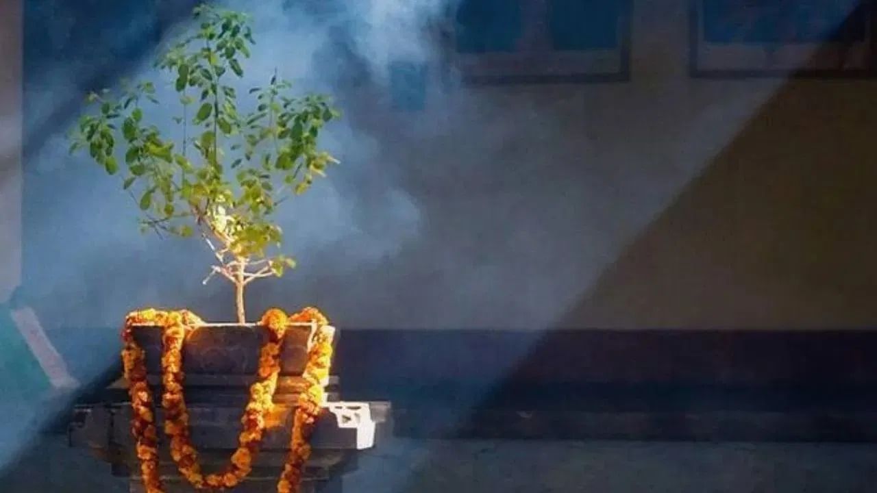 तुळशीचे झाड हे देवी लक्ष्मीचे प्रतीक मानले जाते. असे म्हटले जाते की तुळशीच्या झाडात लक्ष्मीचा वास असतो. पूर्व दिशेला तुळशीचे झाड असणे हे शुभ लक्षण आहे. दररोज तुळशीच्या झाडाला पाणी घाला आणि तुळशीच्या झाडासमोर दिवा लावा.