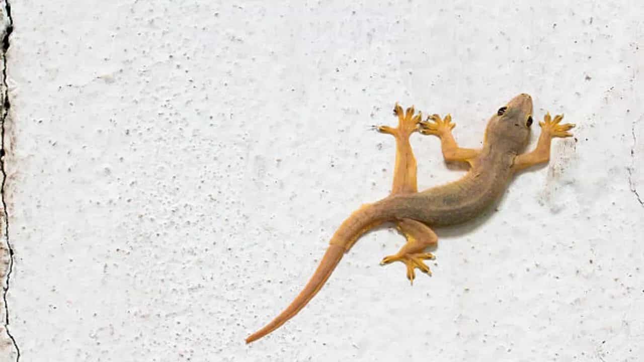 अंगावर पाल पडणं शुभ की अशुभ? मिळतात हे संकेत, शकून शास्त्र काय सांगतं?