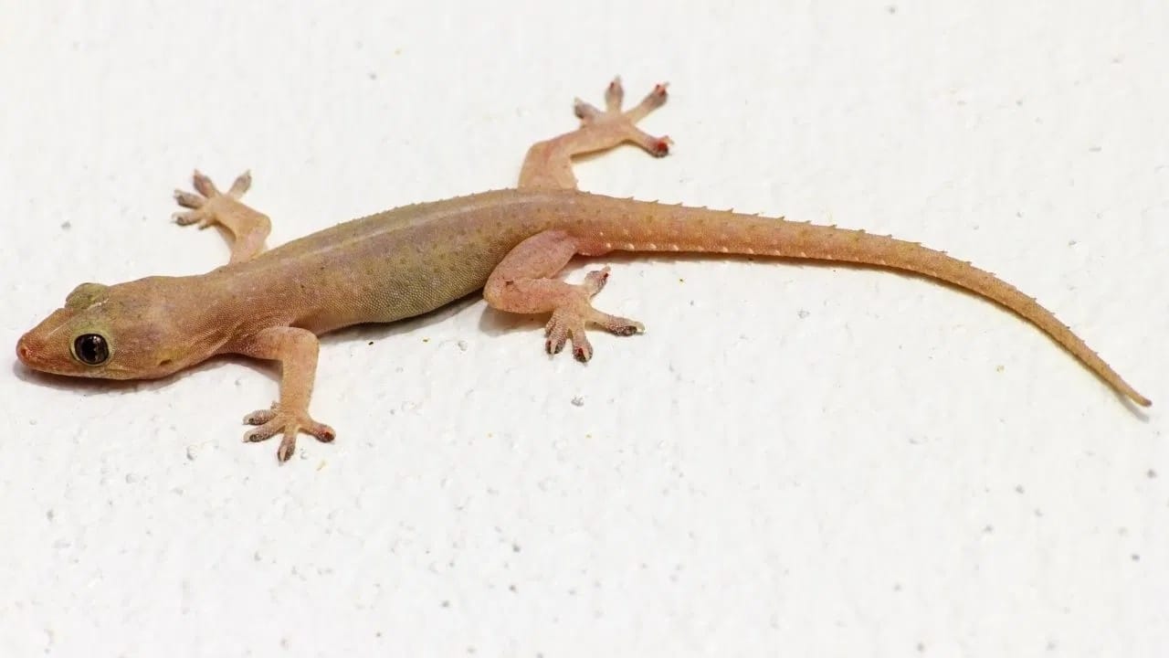 जर तुम्हाला भिंतींवर पाल आणि कीटक दिसत असतील, तर एका ग्लास पाण्यात कडुलिंबाचे तेल, कापूर पावडर आणि काळी मिरी मिसळा. हे तयार मिश्रण एका स्प्रे बाटलीत भरा. आता हे मिश्रण भिंतींवर फवारा. यामुळे पाल, झुरळे, मुंग्या आणि इतर कीटक पळून जातील.