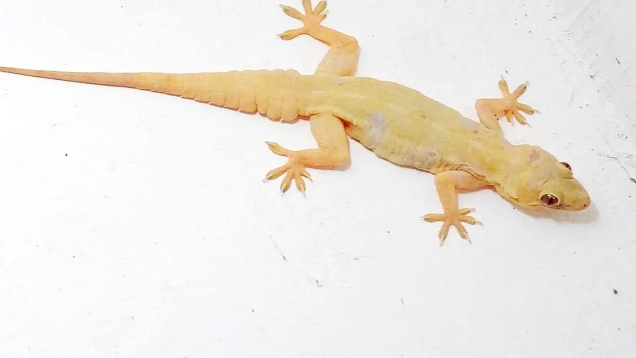 घराची फरशी पुसताना पाण्यात काही विशिष्ट गोष्टी मिसळून तुम्ही पाल आणि इतर कीटकांना दूर ठेवू शकता. काळी मिरी पावडर, कडुलिंबाचे तेल आणि कापूर हे सर्व कीटकांना दूर ठेवण्यासाठी अत्यंत उपयुक्त आहेत.