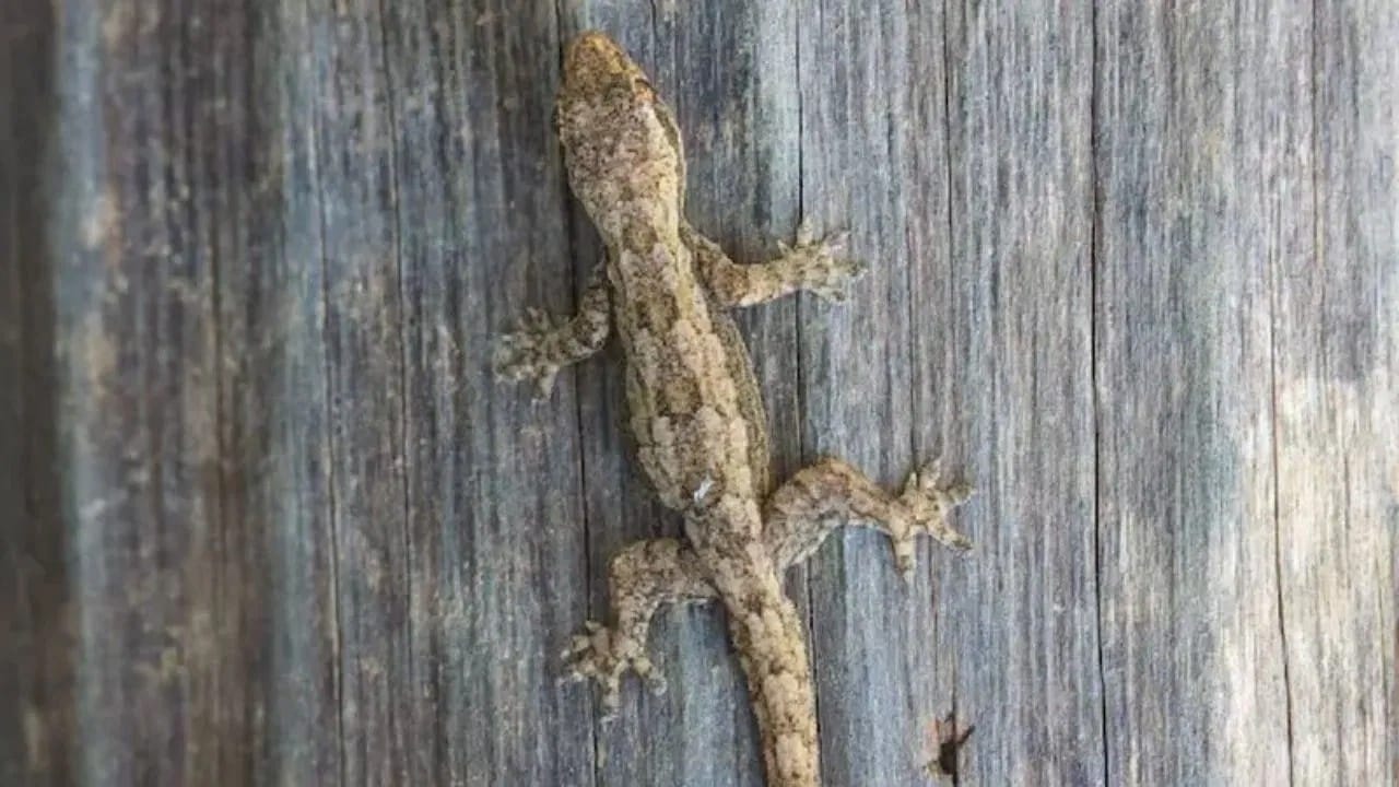 घरात पाल पाहिल्यानंतर अनेकांना किळस वाटते. घरात झुरळं, पाल, मुंग्या किंवा इतर कीटक दिसल्यास अनेकांना चिंता वाटते. पण काही सोप्या घरगुती उपायांनी एका मिनिटात तुम्ही कीटकांपासून सुटका मिळवू शकता.