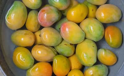 आंबा पिकवायचा? या उपायांनी केमिकलशिवाय घरीच पिकवा