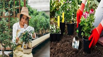 पावसाळ्यात ही रोपे लावून तुमच्या घरातील बाग करा हिरवीगार