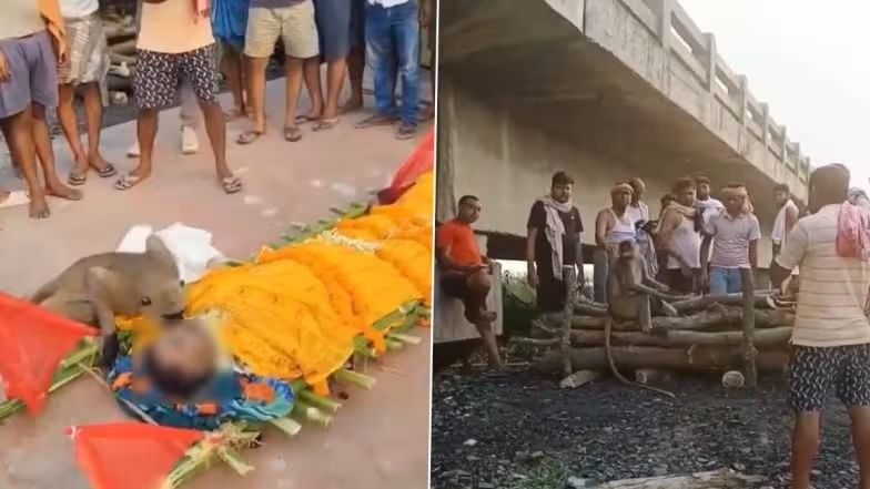 VIDEO : माकडाच्या कृत्याने जगाला जिंकलं... अंतिम संस्काराला आला, तिरडी जवळ बसून 'किस' घेत दिला अंतिम निरोप
