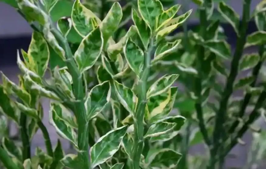 नागदौना - या वनस्पतीला नागदोन किंवा 'नागदमनी' वा 'विषमार' असेही म्हटले जाते. या वनस्पतीचा तीव्र सुगंध सापांना आवडत नाही. मान्सूनमध्ये घराच्या अंगणात ही वनस्पती लावली तर साप आजूबाजूला भटकत नाहीत. 