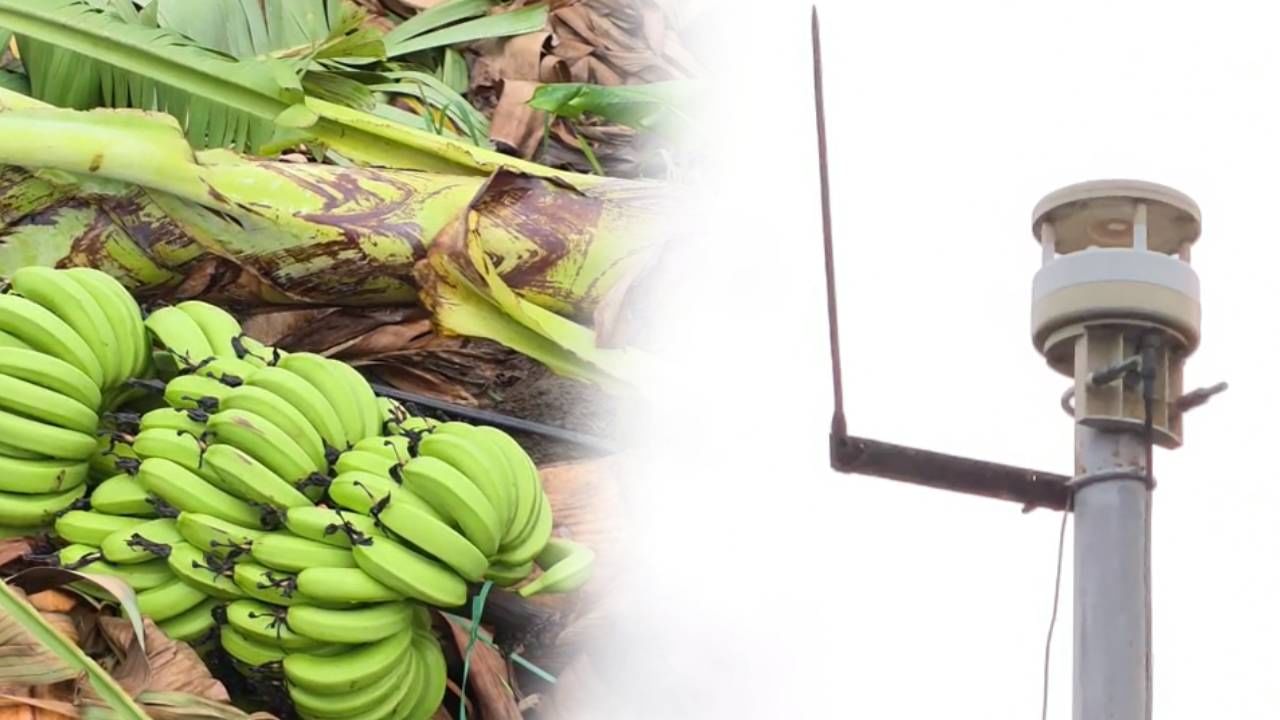 वेदर स्टेशनच शेतकऱ्यांच्या मुळावर, 'या' एका निकषामुळे नुकसान भरपाईपासून वंचित? वेदर स्टेशनच शेतकऱ्यांच्या मुळावर, 'या' एका निकषामुळे नुकसान भरपाईपासून वंचित?