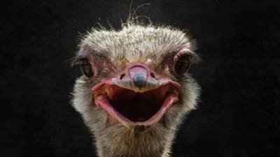 तापमान काहीही असो, हा पक्षी कसा जगतो? वाचा आश्चर्यजनक माहिती