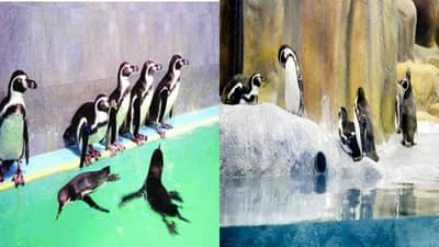 राणीच्या बागेत चिमुकल्या पेंग्विन्सचे आगमन, आता संख्या पोहोचली...