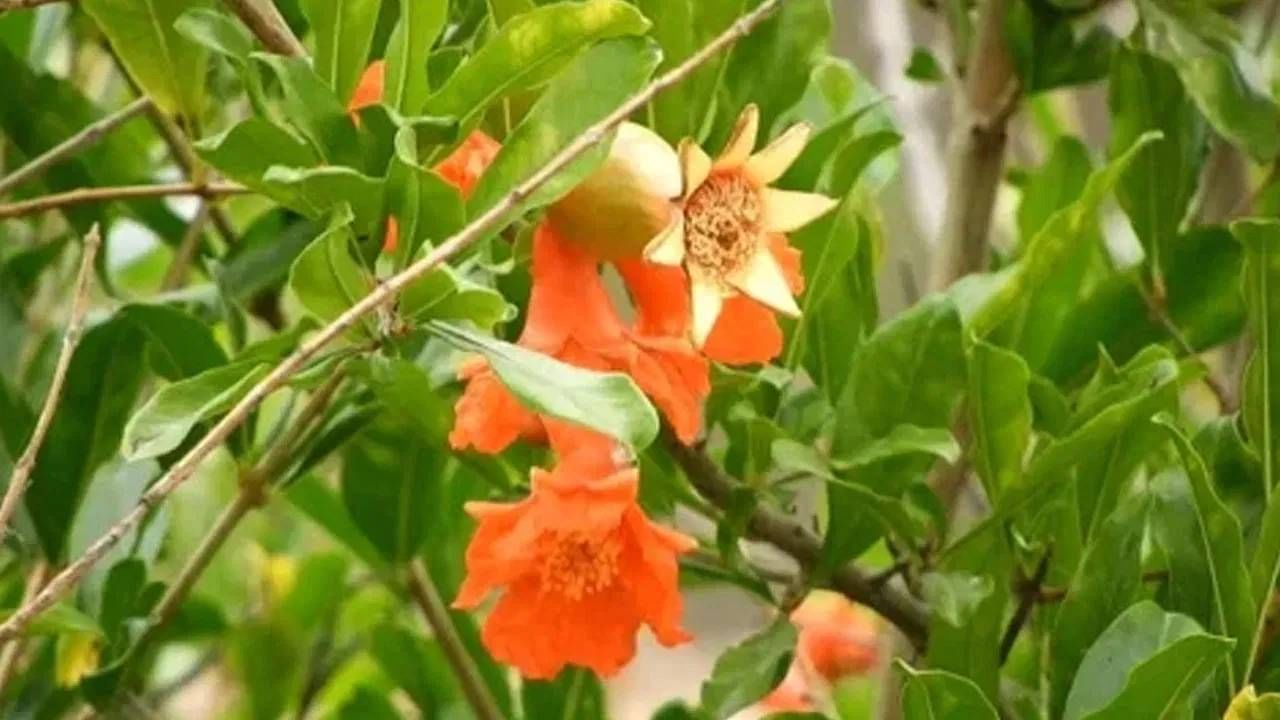 आरोग्य तज्ज्ञांच्या मते, खोकला आणि सर्दी सारख्या हंगामी आजारांनी ग्रस्त असलेल्यांसाठी डाळिंबाच्या पानांचा रस वरदान आहे. थोडासा कोमट असताना हा रस प्यायल्याने सर्दी आणि खोकल्याच्या समस्यांपासून आराम मिळतो.