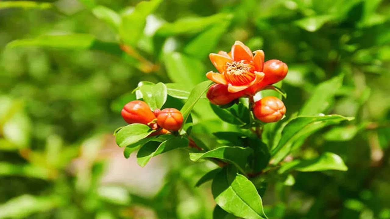 डाळिंबाची पाने उकळून त्यांचा रस दररोज सकाळी किंवा झोपण्यापूर्वी प्यायल्याने शरीराला चांगले पोषक तत्व मिळतात. असे म्हटले जाते की यामुळे निद्रानाशाची समस्या कमी होते. याशिवाय, दररोज या पानांचा रस पिल्याने रोगप्रतिकारक शक्ती देखील वाढते.