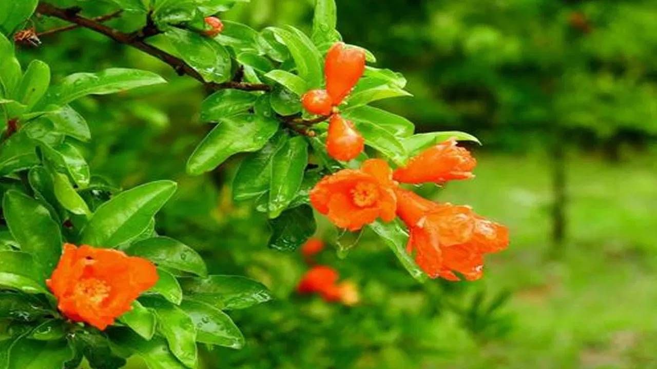 डाळिंबाच्या पानांमध्ये चांगले औषधी गुणधर्म असल्याचे म्हटले जाते. त्याचा रस प्यायल्याने कावीळ, अतिसार आणि बद्धकोष्ठतेचा त्रास असलेल्यांना त्या समस्यांपासून लवकर आराम मिळतो. असे म्हटले जाते की ते पचन सुरळीत करण्यास मदत करते.