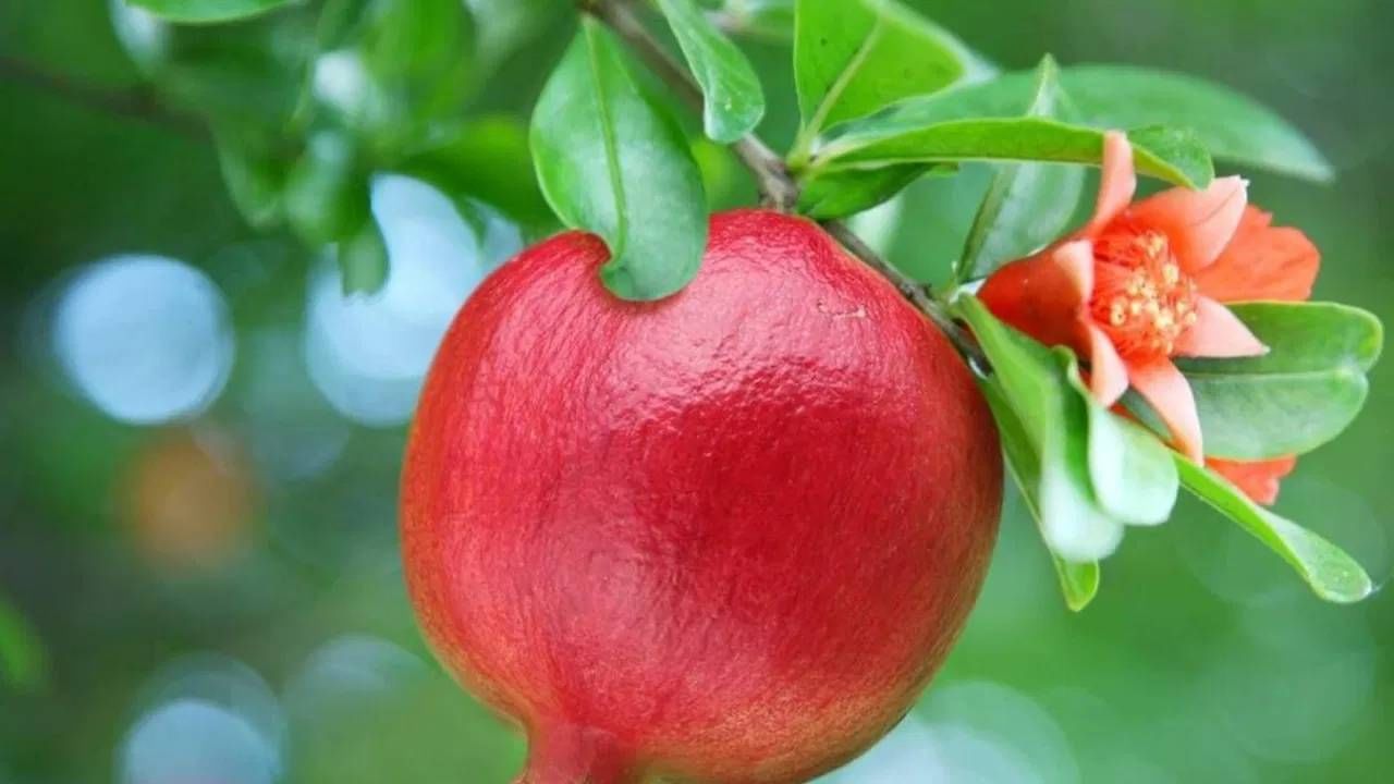 डाळिंबाची फळे खाण्यास केवळ चविष्टच नाहीत तर आरोग्यासाठीही खूप चांगली असतात. इतकंच काय डाळिंबाच्या पानांचे फळांपेक्षा बरेच आरोग्य फायदे आहेत. आरोग्य तज्ज्ञ म्हणतात की डाळिंबाची पाने विशेषतः पोटाच्या समस्या असलेल्यांसाठी चांगली असतात.