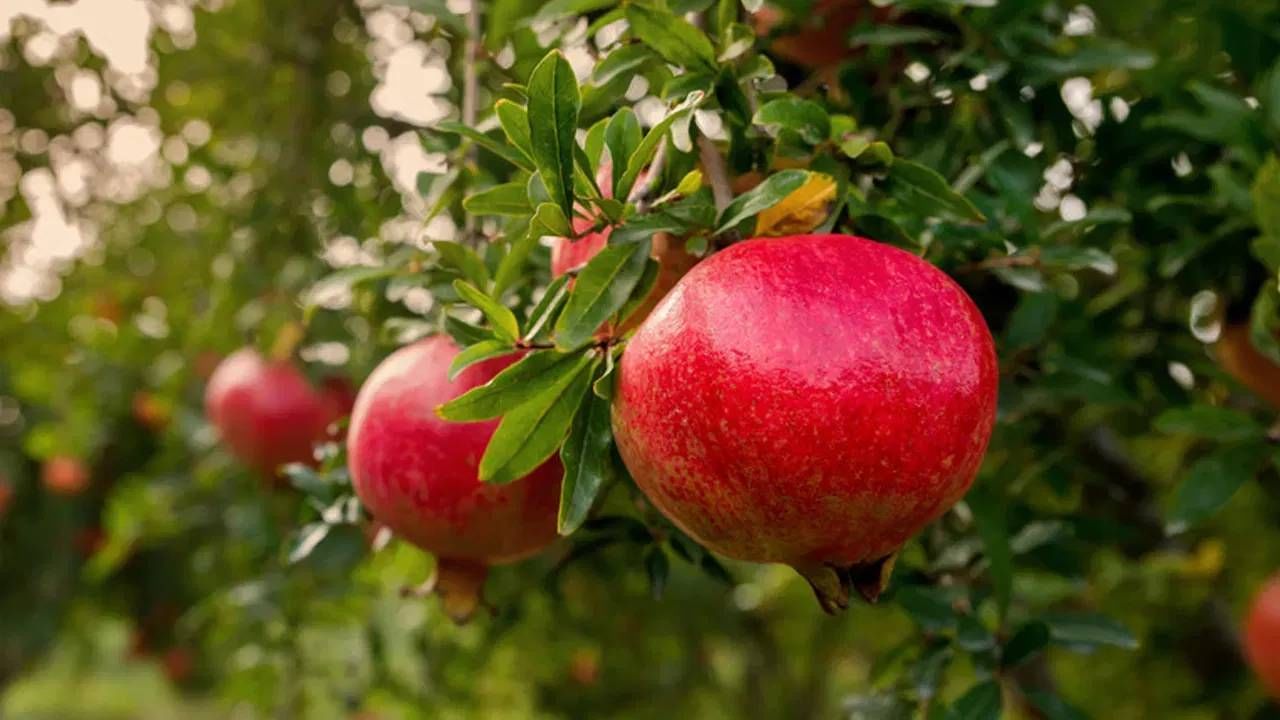 डाळिंबाच्या पानांचा पेस्ट त्वचेच्या आजारांपासून देखील संरक्षण करतो. म्हणूनच, ते तुमच्या आहारात निश्चितपणे समाविष्ट करण्याची शिफारस करतात. ( डिस्क्लेमर : या आर्टिकलमध्ये देण्यात आलेली माहिती व उपाय हे सामान्य ज्ञानावर आधारित आहेत. आमचा याला दुजोरा नाही. ते अवलंबण्यापूर्वी तज्ज्ञांचा सल्ला जरूर घ्यावा.)
