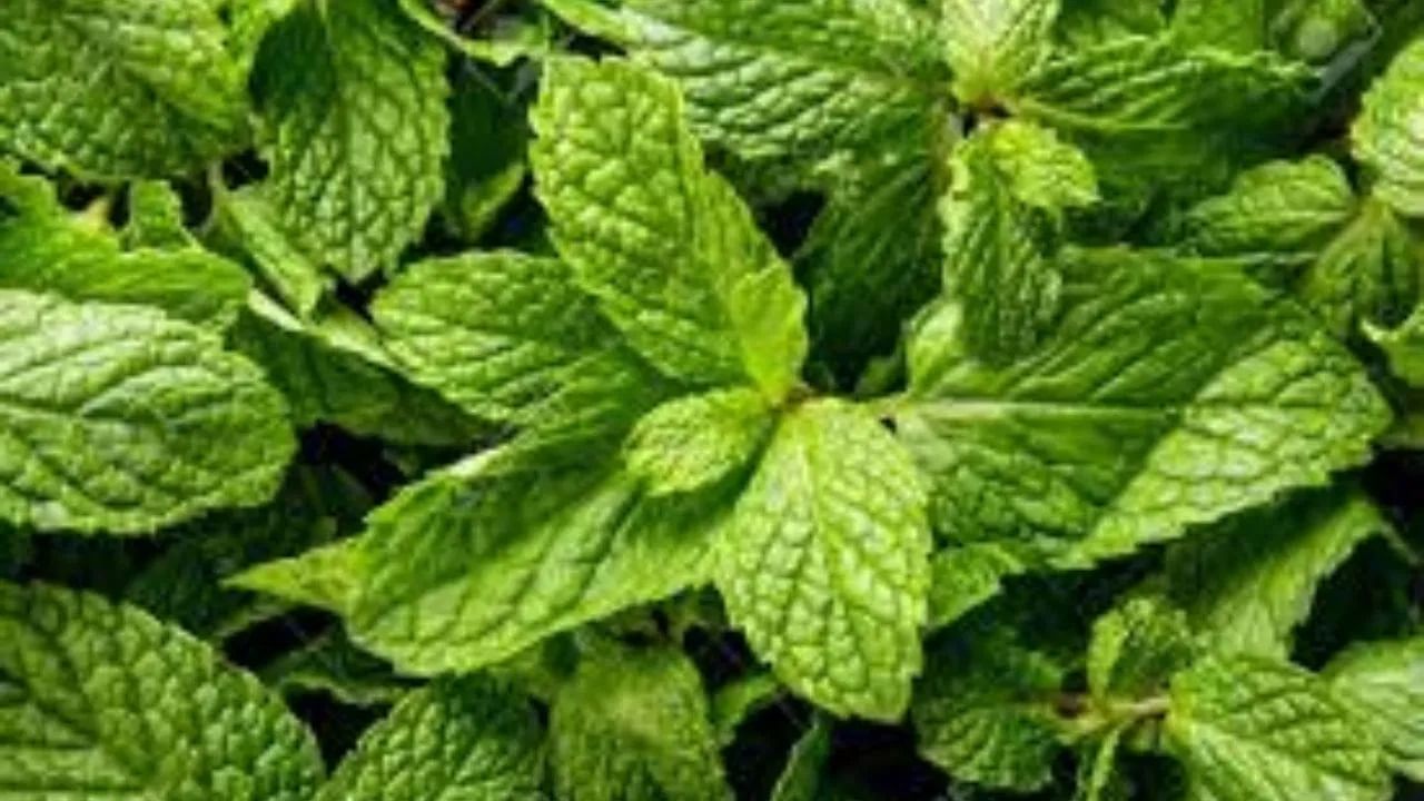  पुदिन्याची पाने सावलीत किंवा मायक्रोवेव्हमध्ये वाळवा. नंतर ती कुस्करून हवाबंद डब्यात साठवा. तुम्ही ती वाळलेल्या पुदिन्याच्या पावडरच्या स्वरूपात वापरू शकता. ही पद्धत वर्षभर फायदेशीर आहे.  