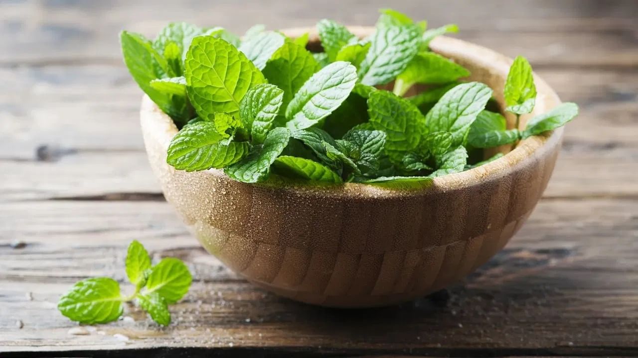 आज आम्ही तुम्हाला पुदिना साठवण्याचे ५ सोप्या पण प्रभावी मार्ग सांगणार आहोत, ज्याच्या मदतीने तुम्ही पुदिना आठवडे ताजा ठेवू शकता.