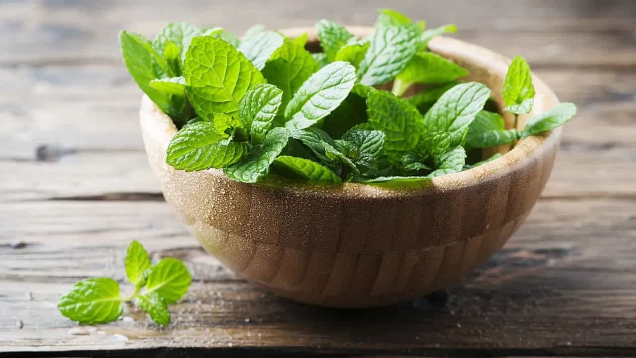 आज आम्ही तुम्हाला पुदिना साठवण्याचे ५ सोप्या पण प्रभावी मार्ग सांगणार आहोत, ज्याच्या मदतीने तुम्ही पुदिना आठवडे ताजा ठेवू शकता.