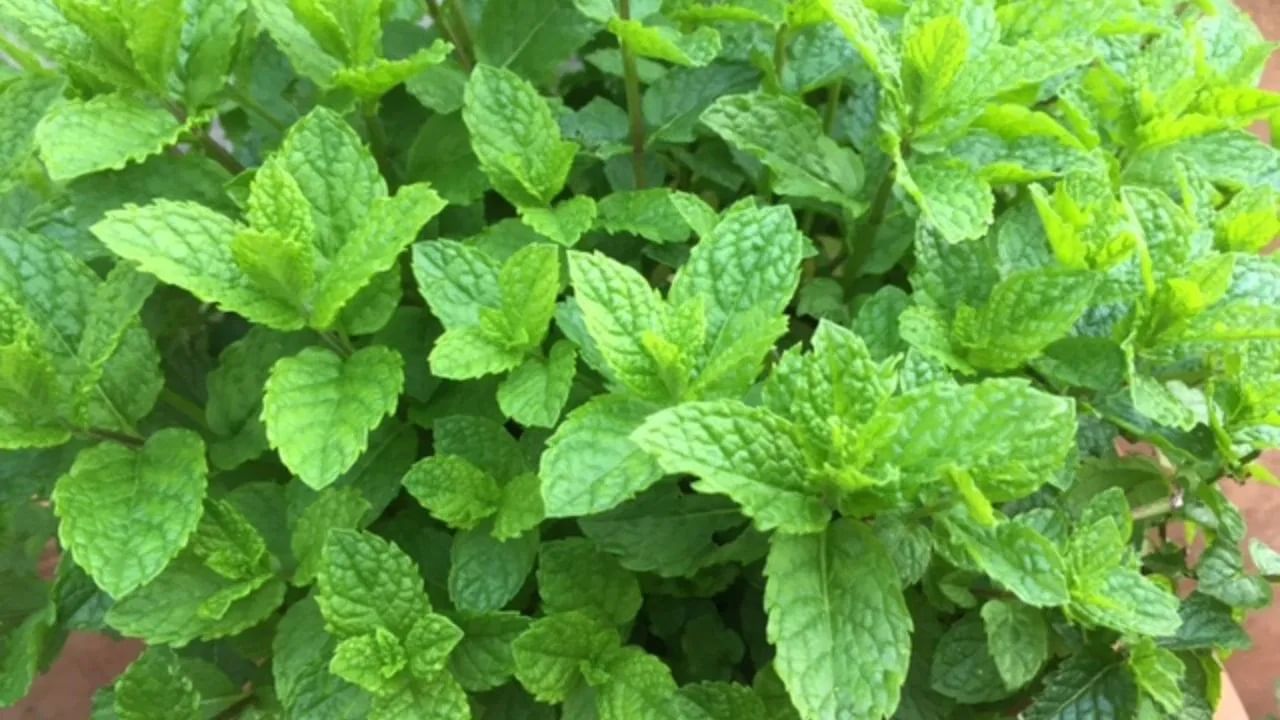  जर तुम्हाला पुदिना काही दिवस ताजा ठेवायचा असेल तर तो चांगला धुवा आणि वाळवा आणि नंतर कापसाच्या कापडात गुंडाळा आणि हवाबंद डब्यात ठेवा. यामुळे पुदिन्याचा ओलावा कमी होईल. ज्यामुळे पाने लवकर खराब होत नाहीत. पुदिना ५-७ दिवस ताजा राहू शकतो.