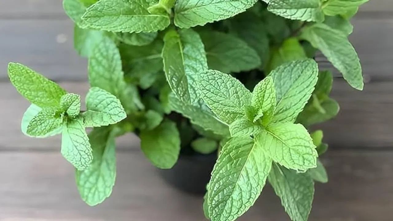 जर तुमच्याकडे जास्त पुदिना असेल तर त्याची चटणी बनवा. ती बर्फाच्या ट्रेमध्ये ठेवा आणि फ्रीजरमध्ये गोठवा. जेव्हा गरज असेल तेव्हा एक किंवा दोन  तुकडे काढा आणि ते वापरा. ​​ही चटणी १ ते २ महिनेही खराब होत नाही.