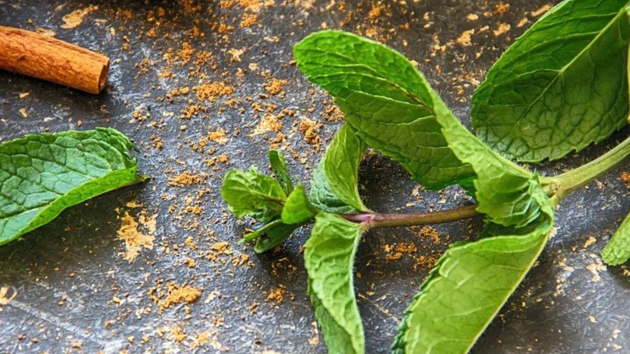 पुदिना पोटाला थंडावा देतो आणि काळीमिरीमुळे पचन सुधारते. पोट खराब झाल्यास तुम्ही यांचेही सेवन करू शकता. यासाठी 5-6 पुदिन्याची पाने, चिमूटभर काळी मिरी आणि थोडे लिंबाचा रस एकत्र करून घ्या.