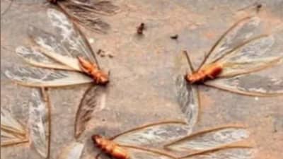 पावसाळ्यात किटक आणि डासांचा त्रास सतावतोय? तर करा हे सोपे उपाय