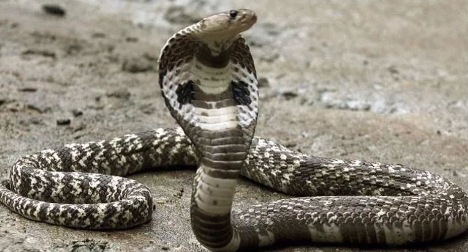 तसेच ग्रामीण भागात या सापापासून बचाव कसा करावा, याबाबतही जनजागृती करायला हवी, अशी अपेक्षाही सर्पमित्र व्यक्त करतात. 